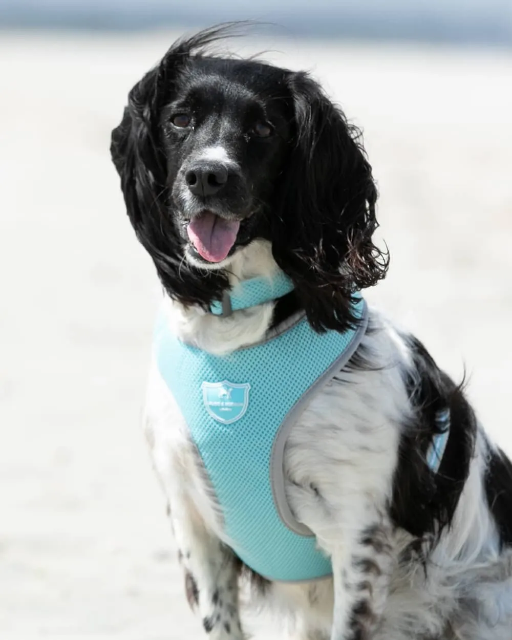 Mesh Dog Collar - Aqua