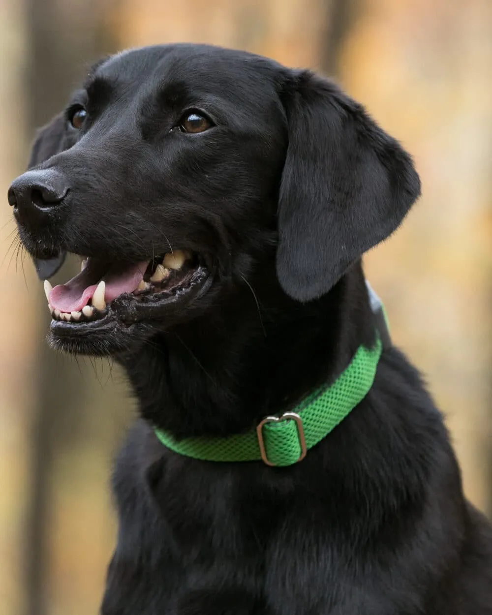 Mesh Dog Collar - Green