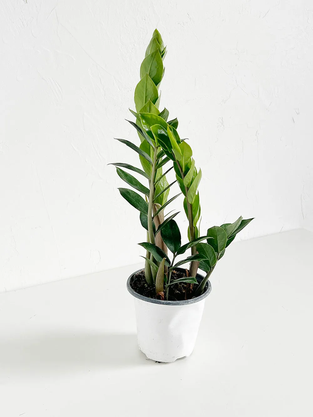 ZZ Plant